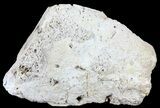 Unique, Druzy Agatized Fossil Coral Geode - Florida #60255-1